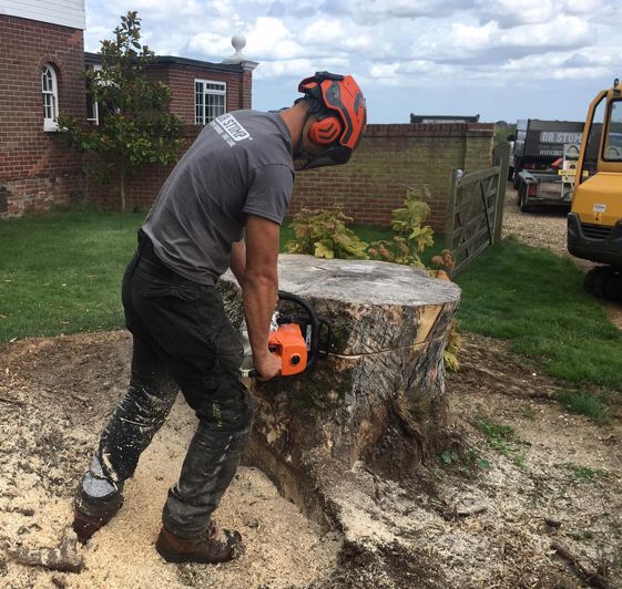 tree surgeon removing stump