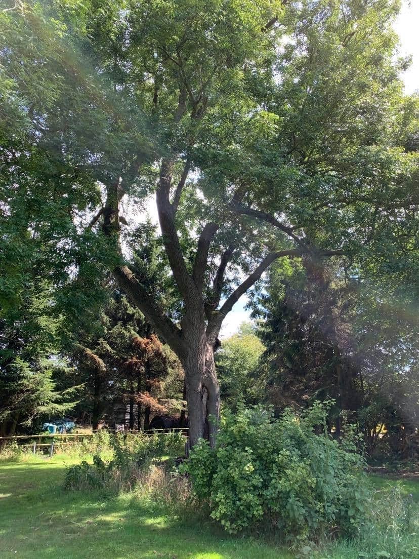 Ash Tree Dieback