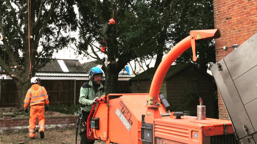 Bamboo Removal Dr Stump