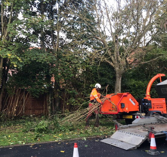 Tree surgeon removing bamboo from garden