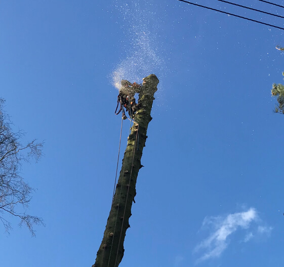 Tree surgeon Norwich