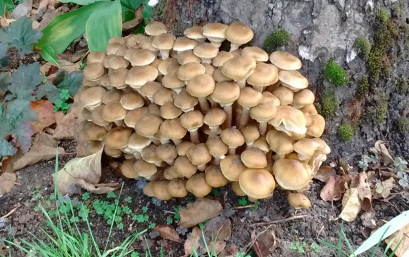 honey fungus on tree