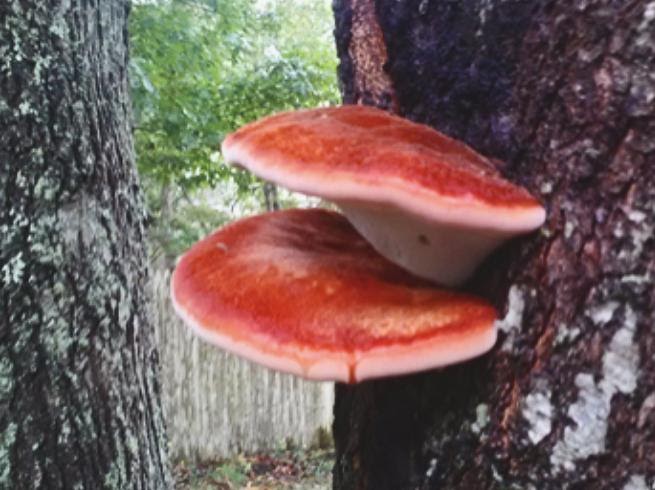 beef steak fungus on tree