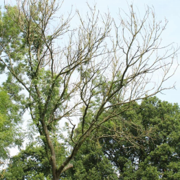 Common Ash tree infected with Hymenoscyphus fraxineus