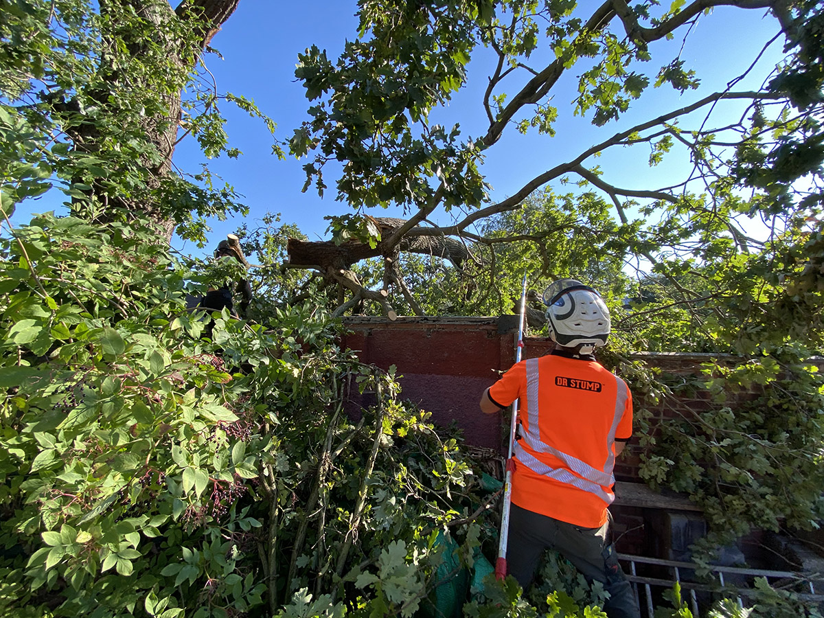 tree services in norfolk