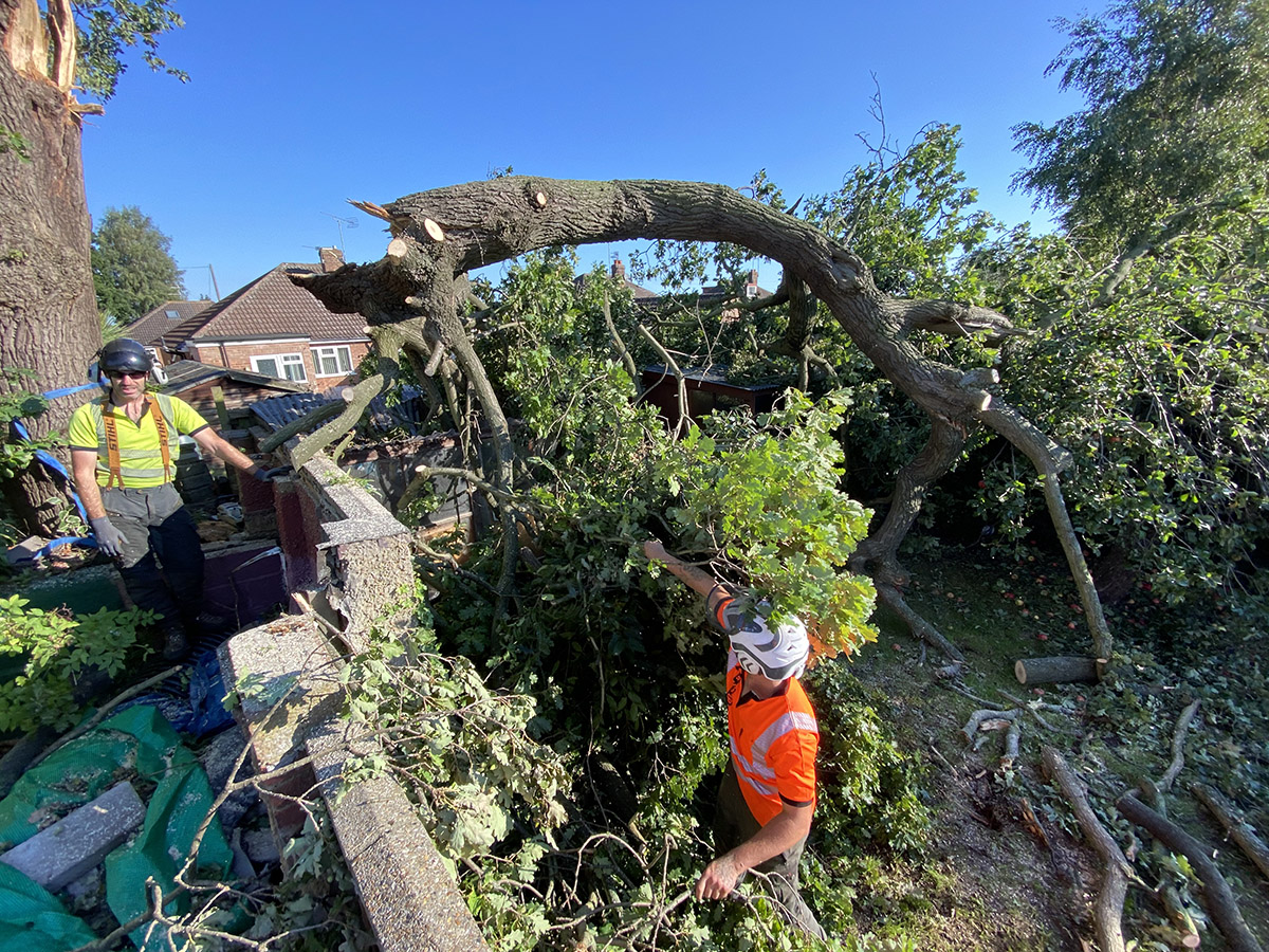 tree surgeons working on fallen tree