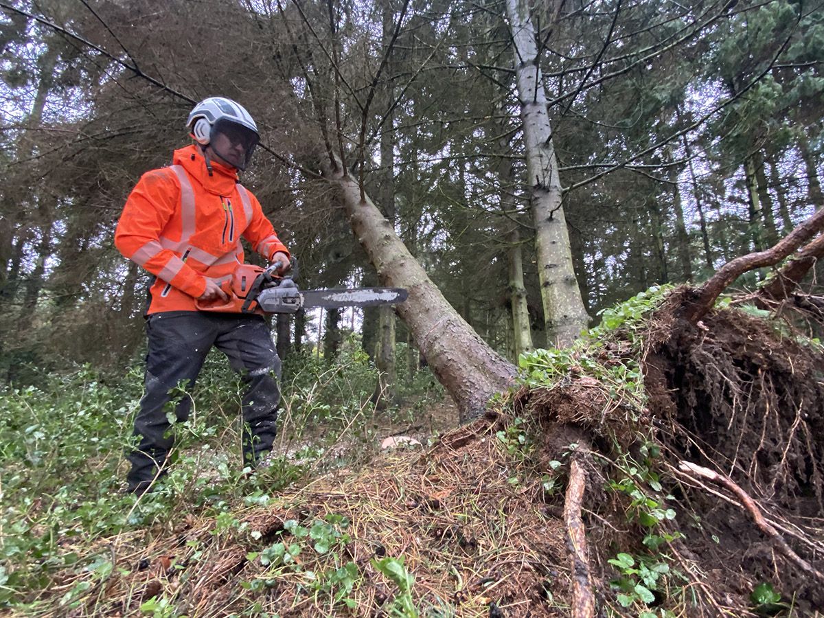 emergency tree surgery in norfolk