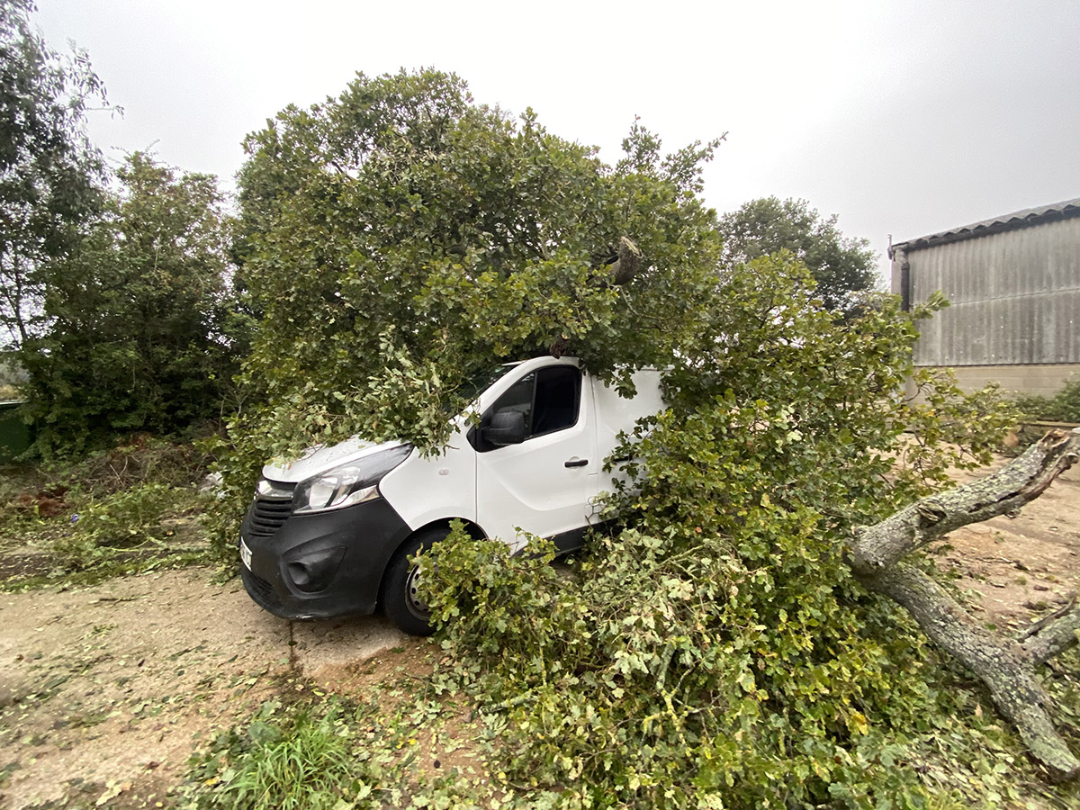 emergency tree removal