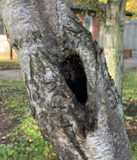bat roost and tree works
