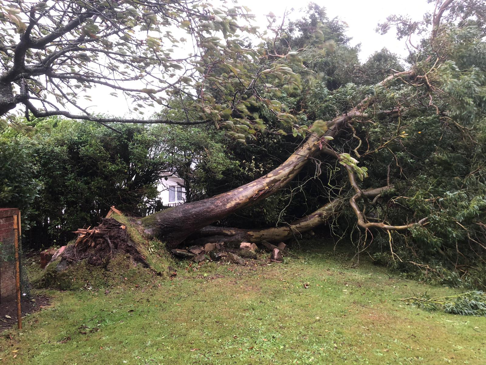 Emergency tree removal