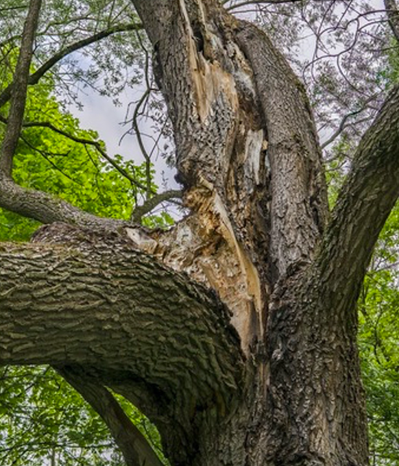What is Summer Branch Drop and How to Spot the Signs Dr Stump
