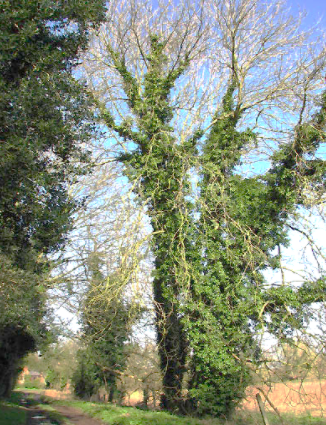 ivy covered tree in Norfolk