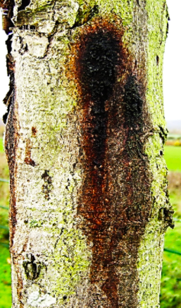 Bleeding Canker of Horse Chestnut