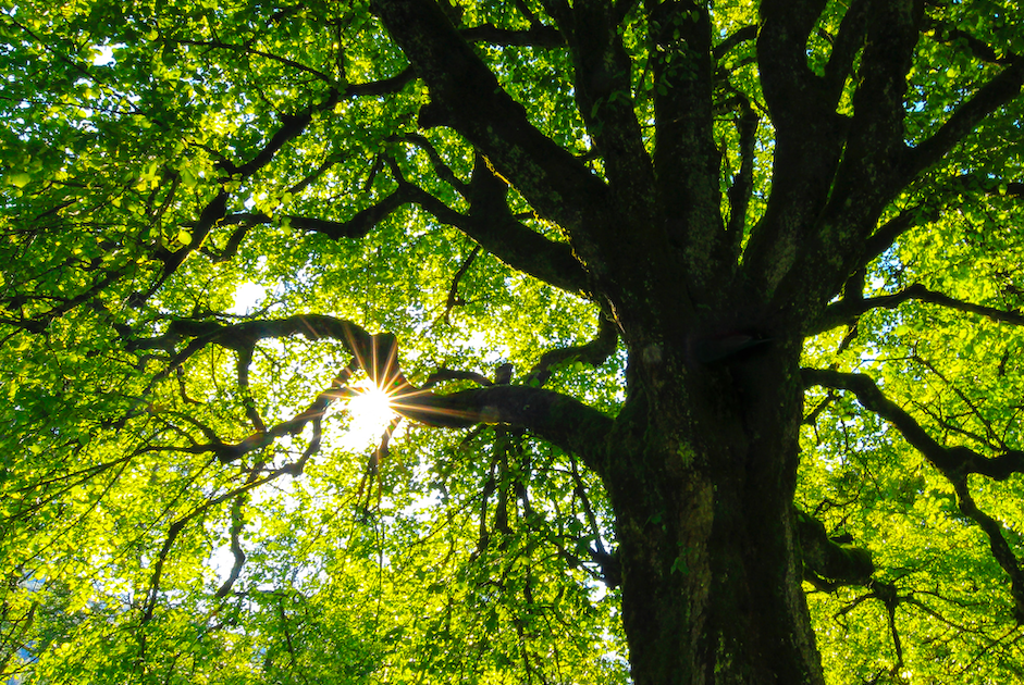 surgery tree surgery