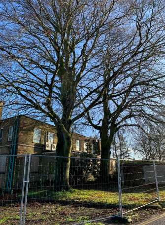 tree surgery in norfolk