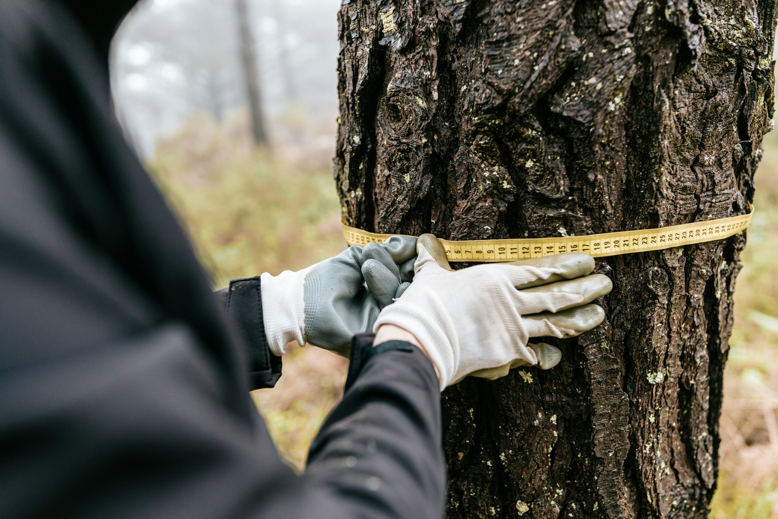 man measuring tree stump for survey
