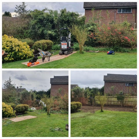 bamboo removal before and after