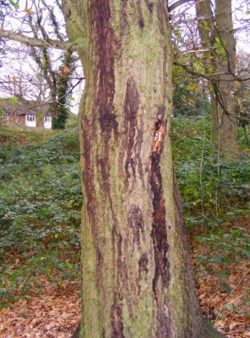 Acute Oak Decline