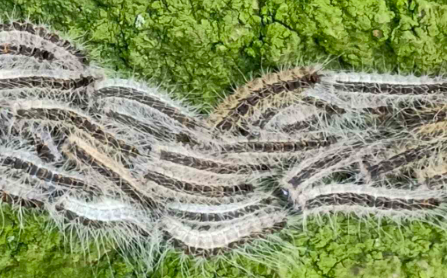 Oak Processionary Moth
