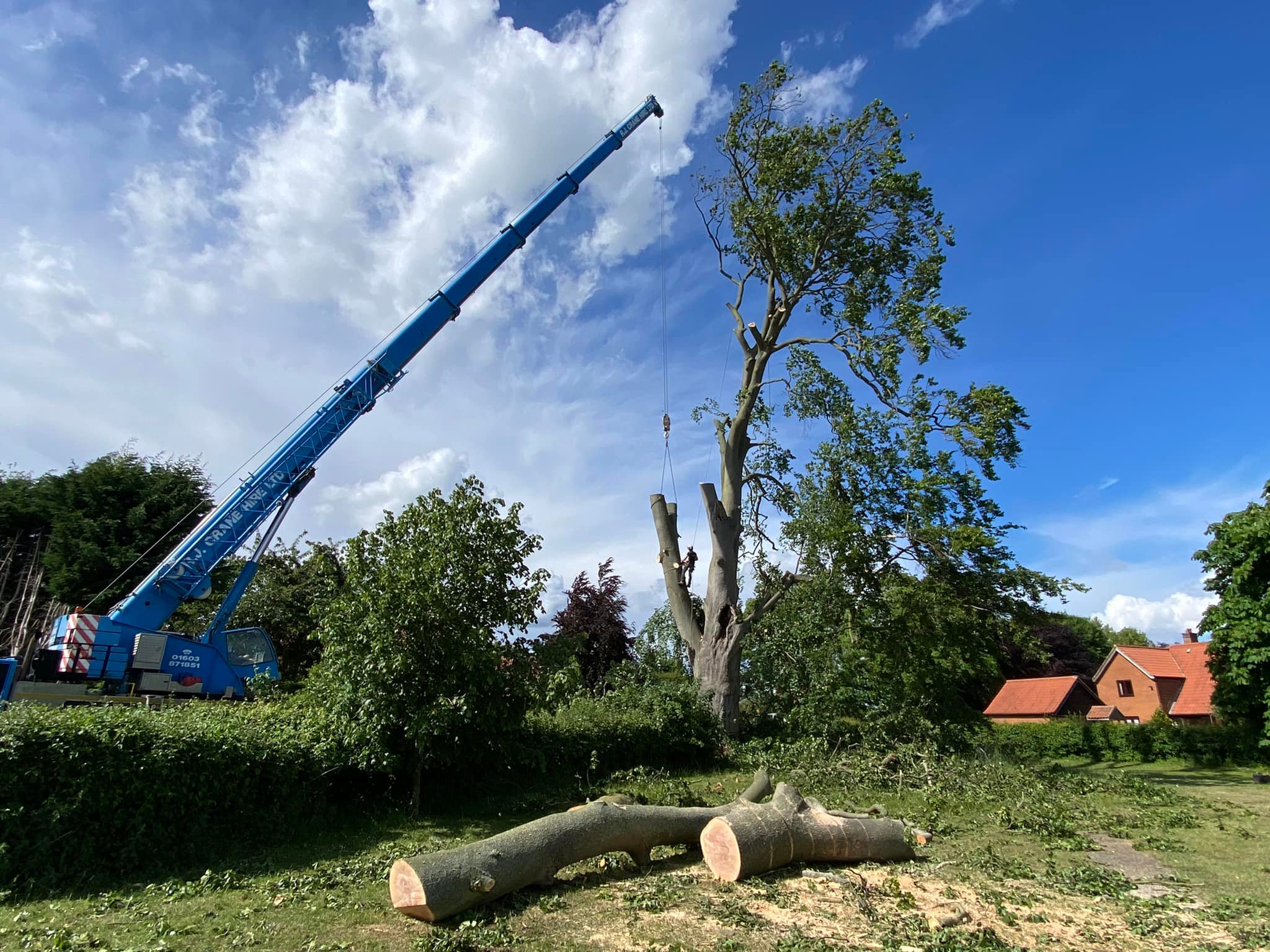 Tree surgeon in Norwich