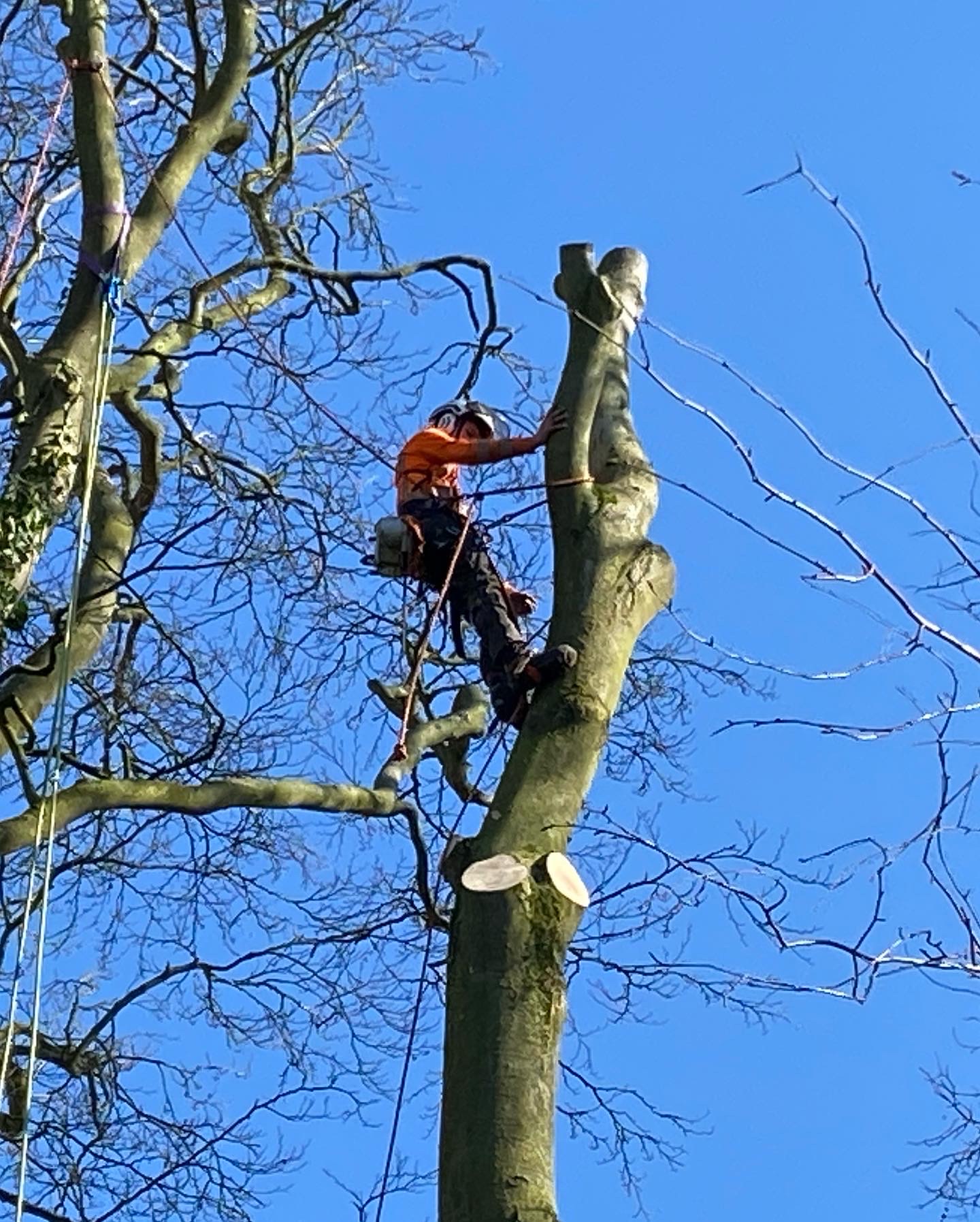 arborist at work