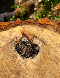 This image has an empty alt attribute; its file name is image-3.png