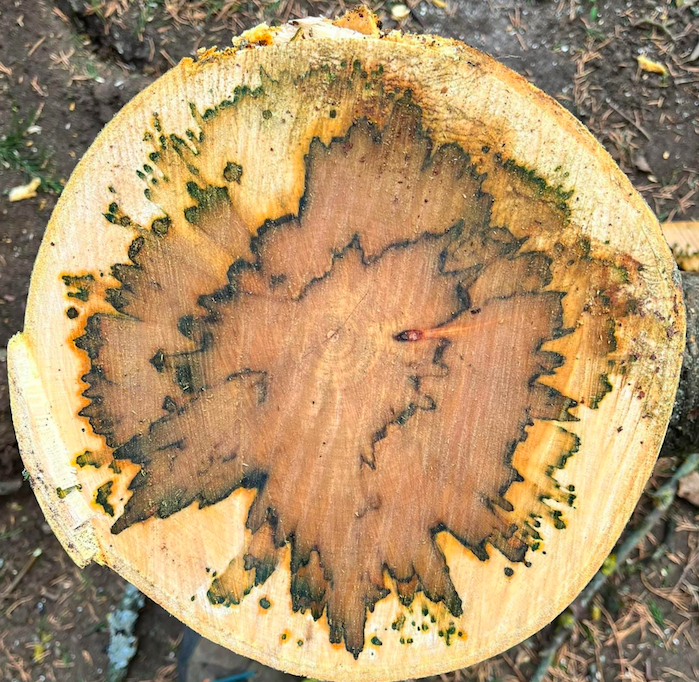 Compartmentalisation of decay in trees - Dr Stump