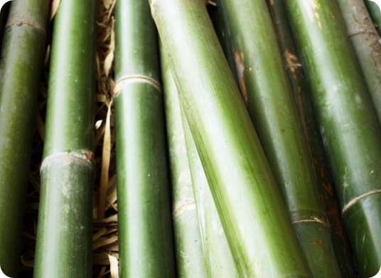 Bamboo shoots