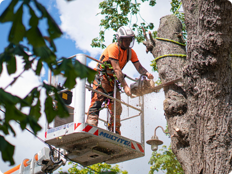 tree surgeon norwich
