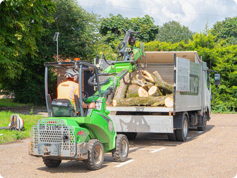 Tree removal near me