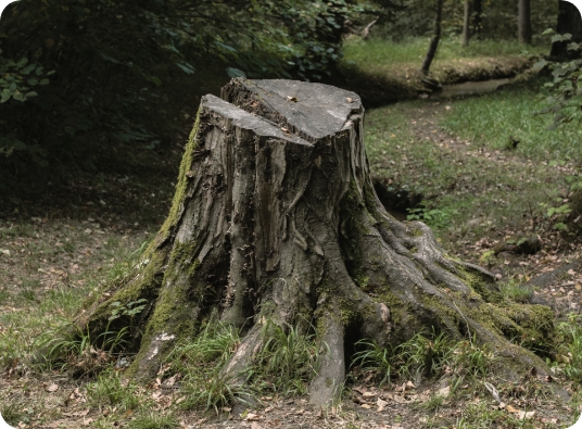 Stump grinding near me
