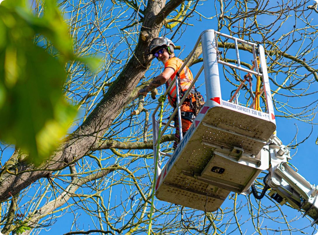 Tree surgeon near me
