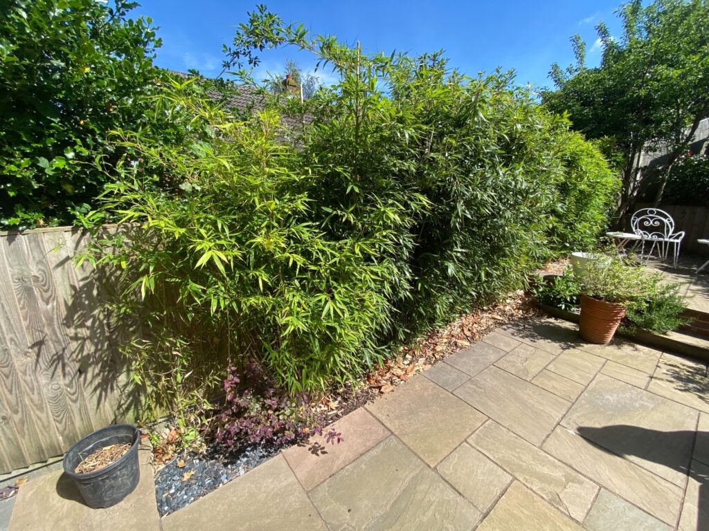bamboo infestation in garden