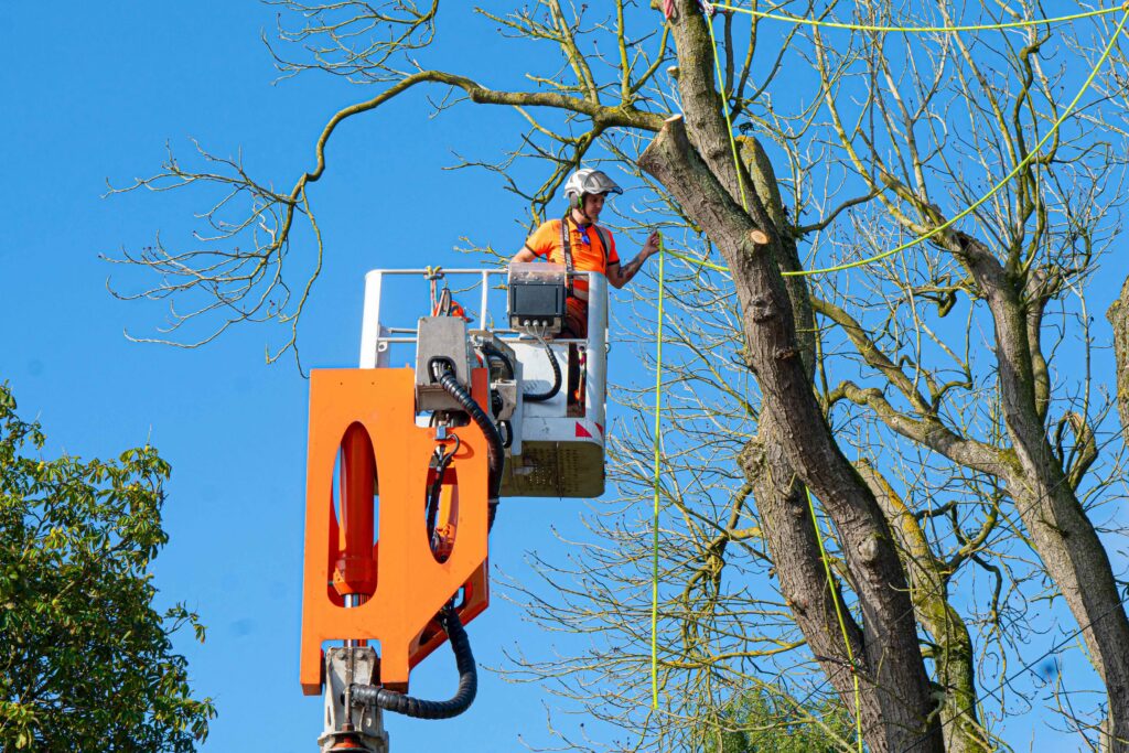 your local tree surgeon