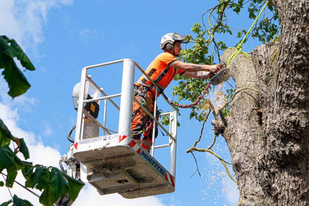 Tree surgery Norwich