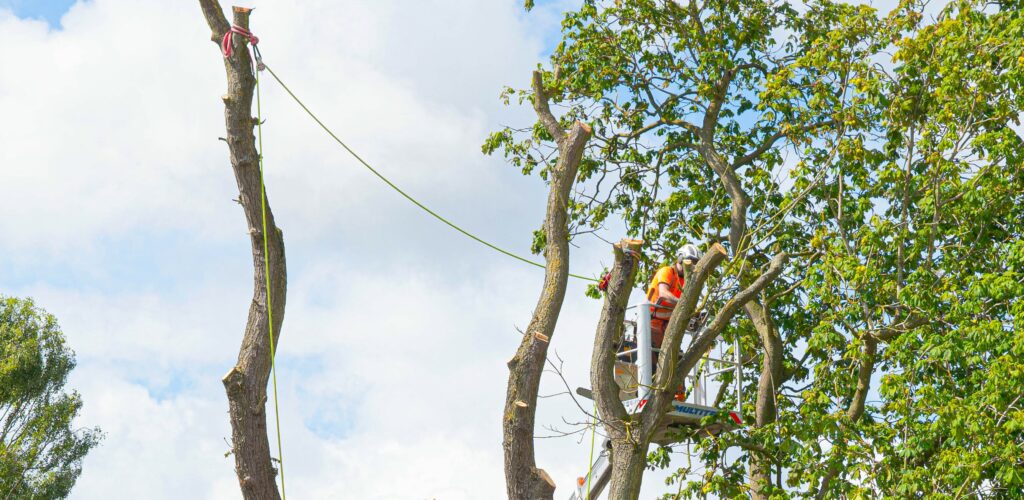 Dr Stump employee using cherry picker to look at tree branches