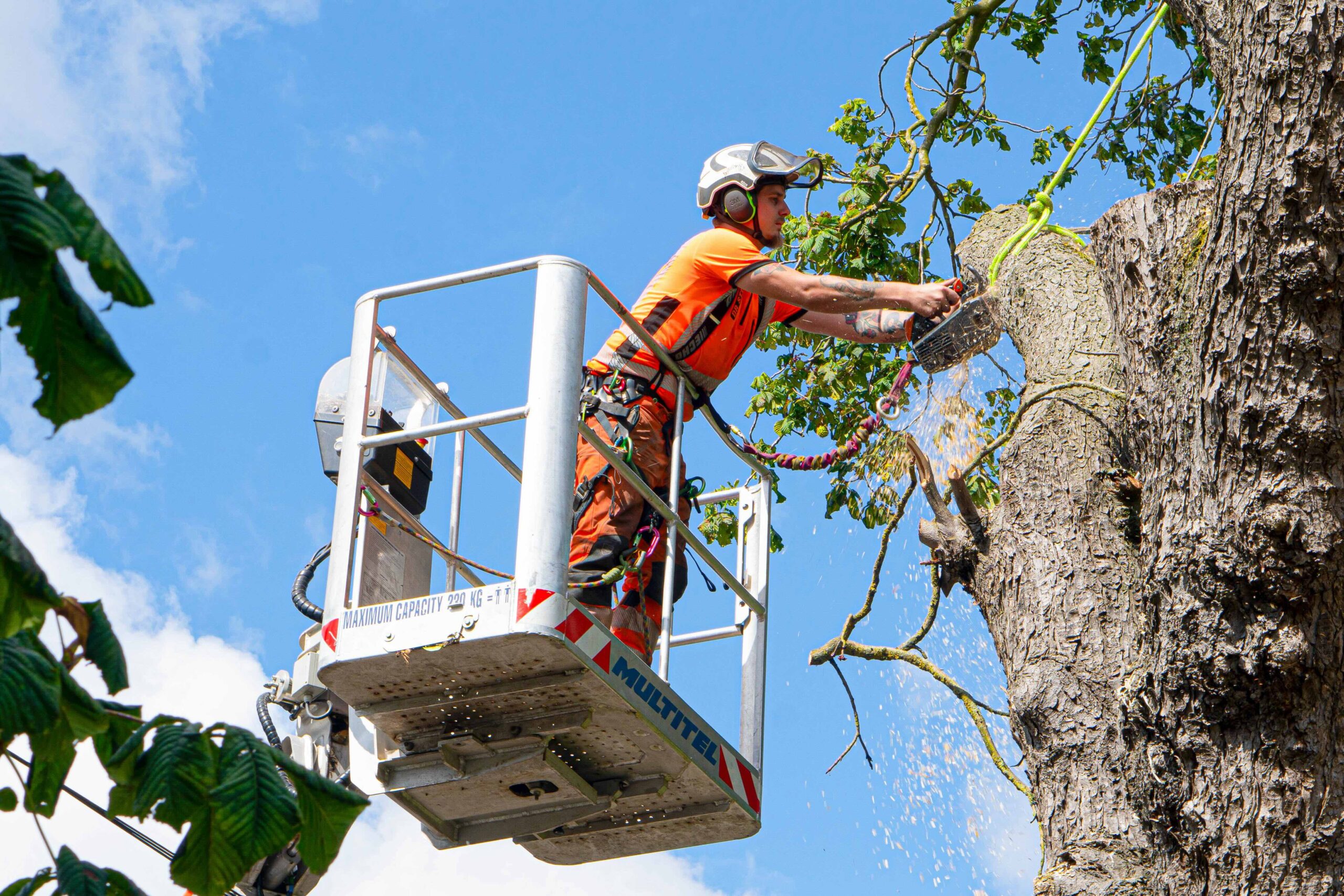 Tree Surgeon Vs Arborist: Key Differences Explained For 2024