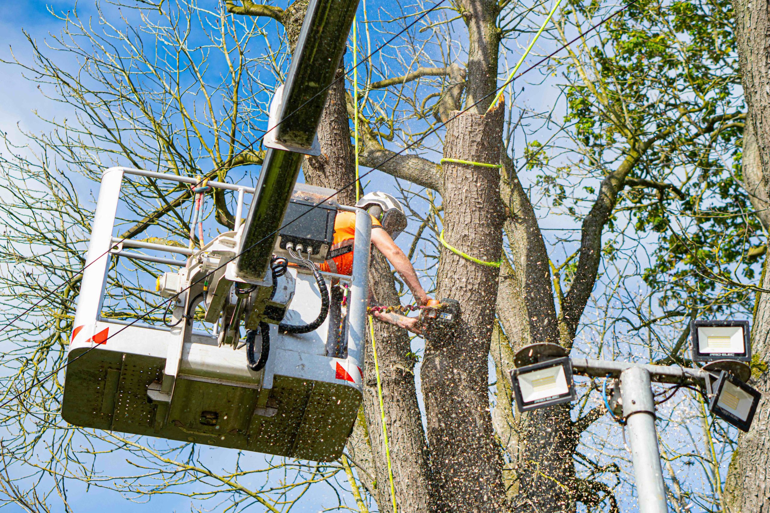 Tree surgeon in Norwich