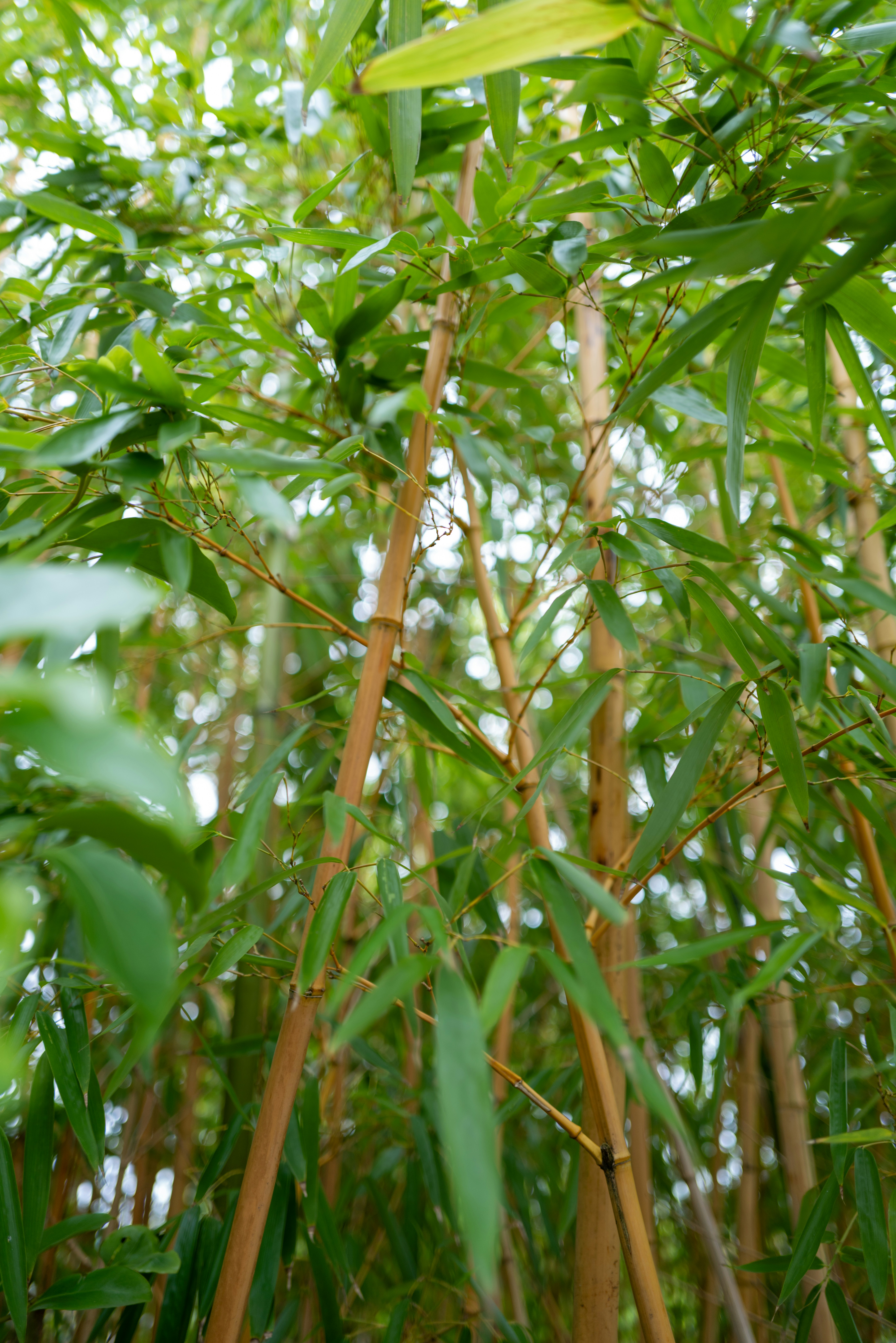 Bamboo in garden