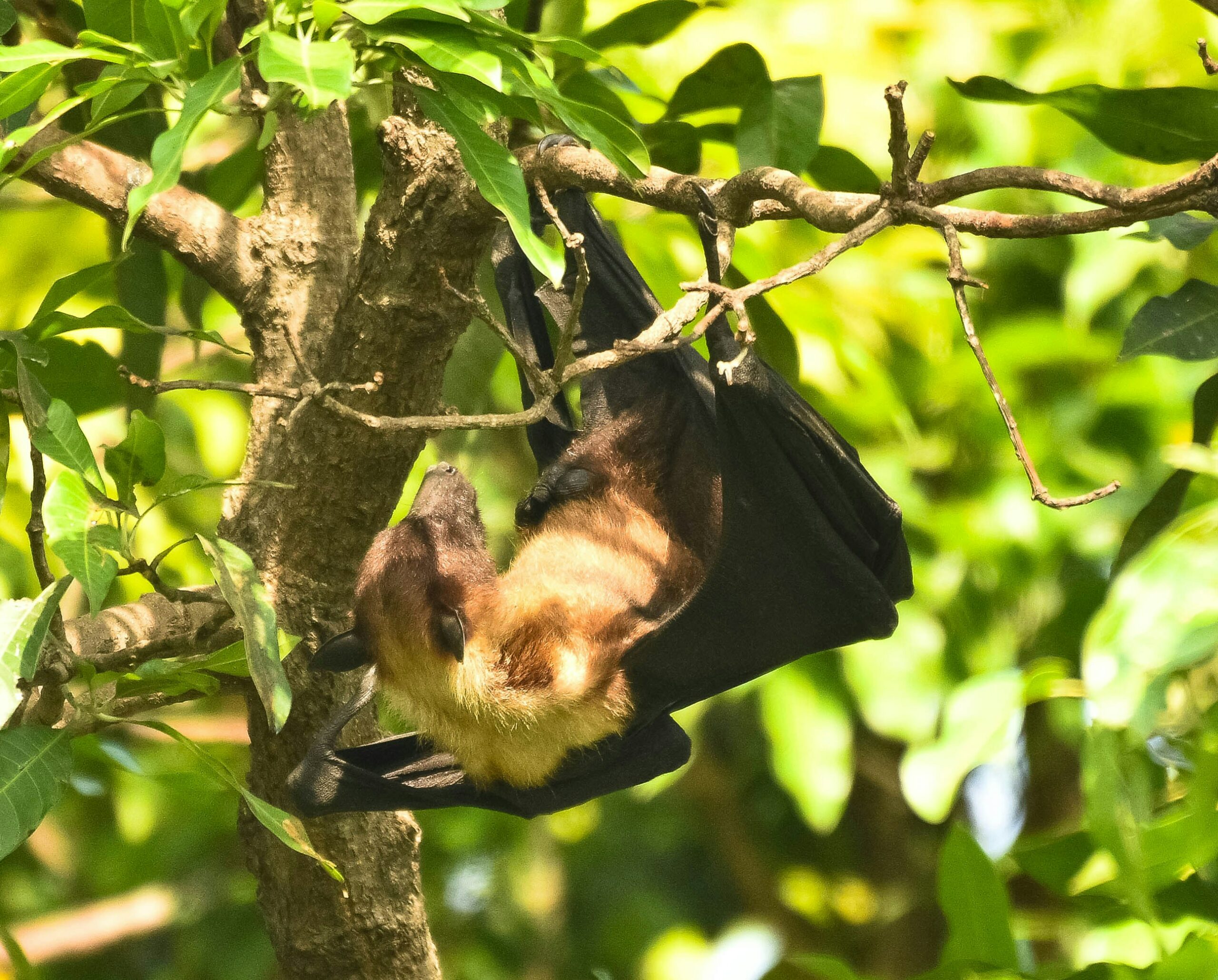 bat in tree